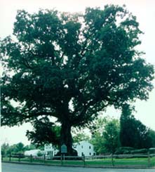 [photo, Wye Oak, Talbot County, Maryland]