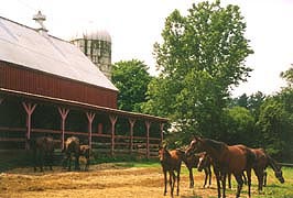 [photo, Horse farm, Davidsonville, Maryland]