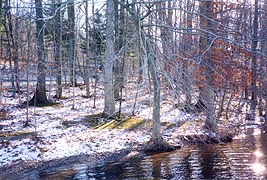 [photo, Trees at Hunting Creek Lake, Cunningham Falls State Park, Thurmont, Maryland]